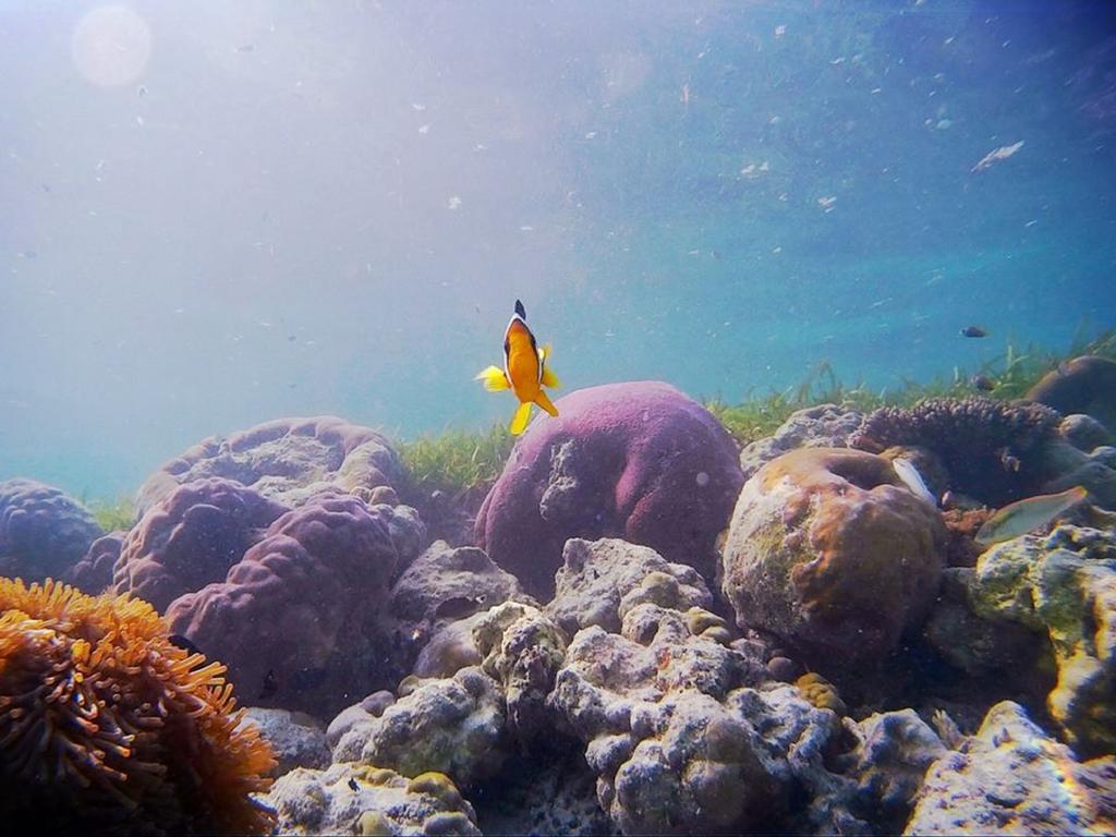 Alvi Star Inn Thulhaadhoo Exteriör bild